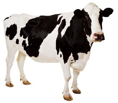 Imagenes De Vacas Sin Fondo | encuentran oro en la orina de las vacas radiohouse Imagenes De Vacas Sin Fondo | encuentran oro en la orina de las vacas radiohouse