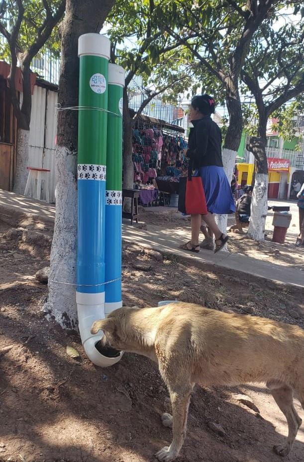 Fuente: Clínica Veterinaria Soto