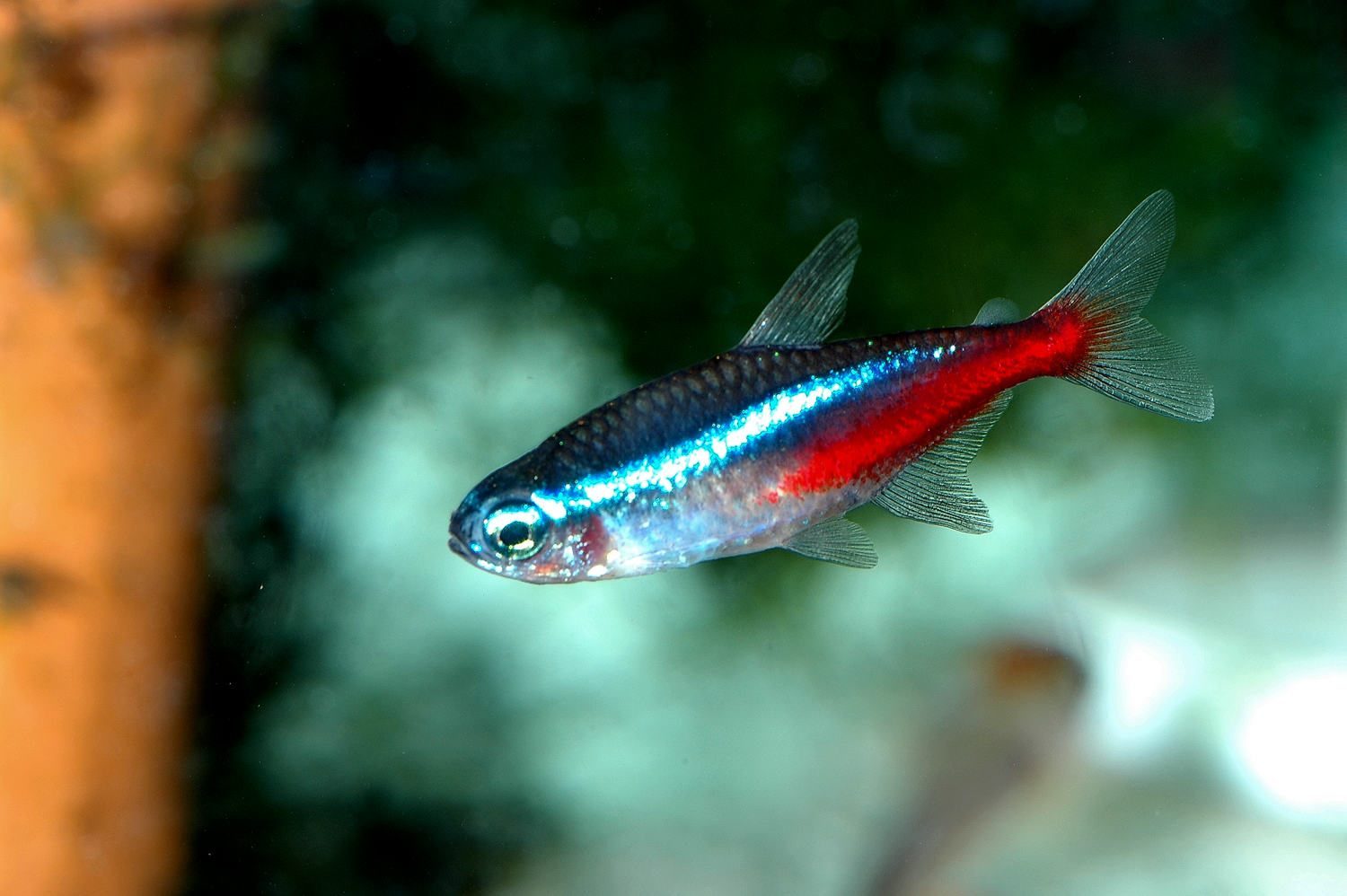 Fuente: Peces mascota hogar