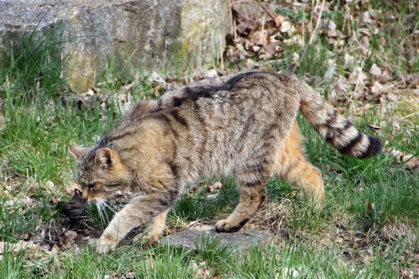 Fuente: El Fauno