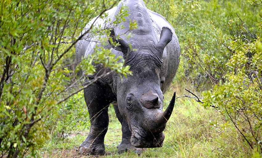 Fuente: Parque Nacional Kruger