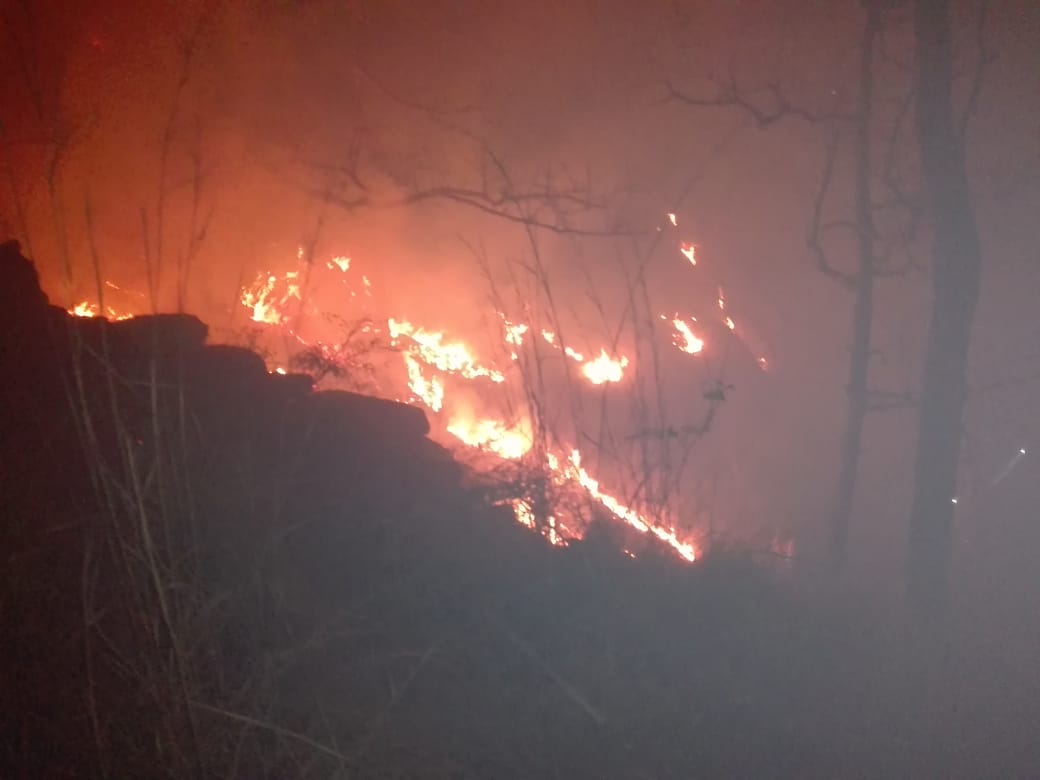 Fuente: Voluntarios Forestales Pantera