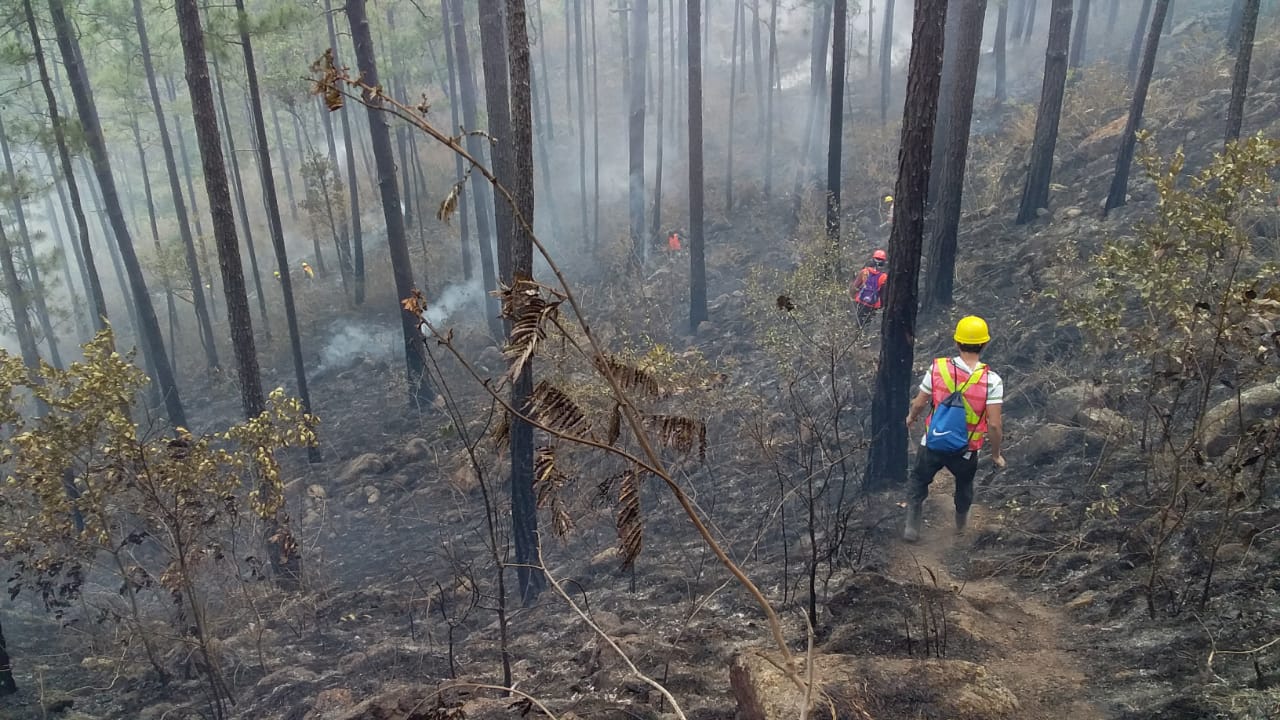 Fuente:Voluntarios Forestales Pantera