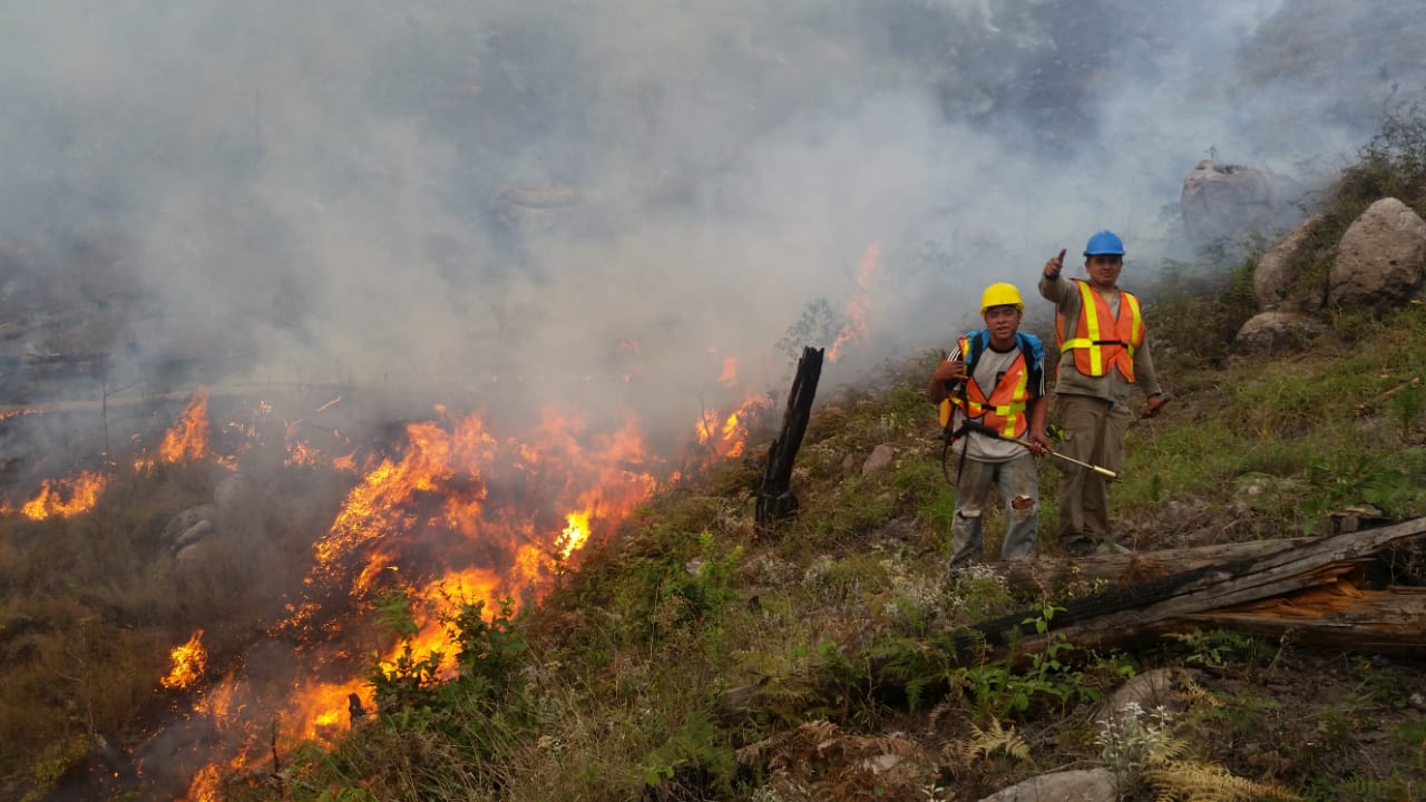 Fuente: Voluntarios Forestales Pantera