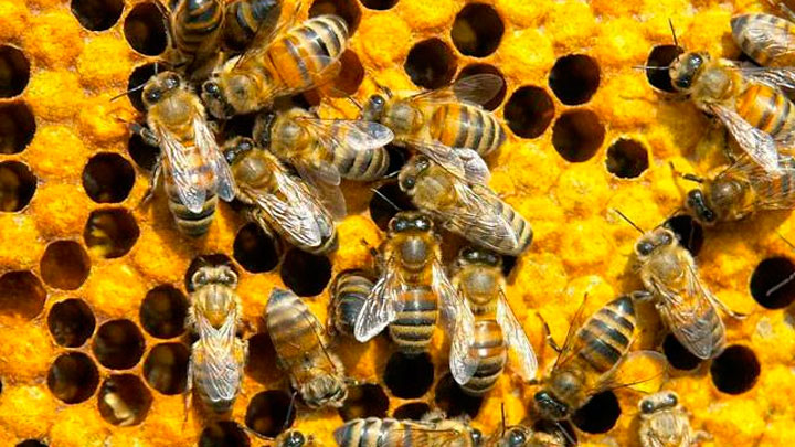 Fuente: Comunidad abejas
