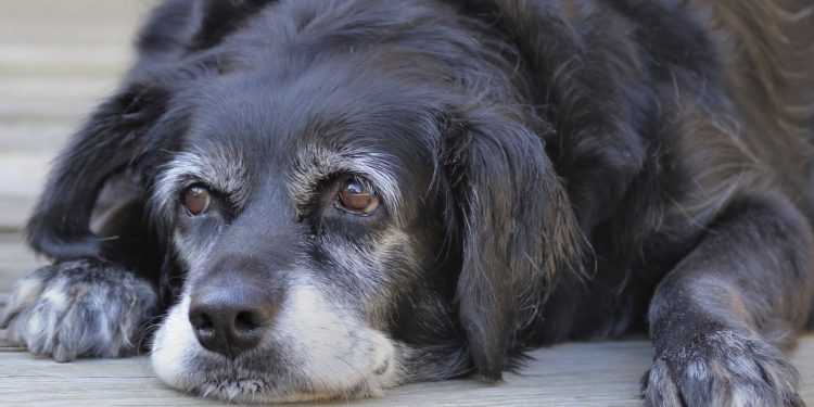 Fuente: RedCanina.es