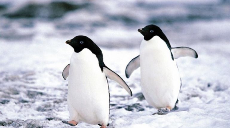 Fuente: Los pinguinos