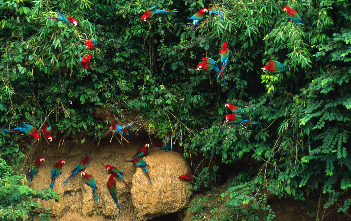 Fuente:WWF