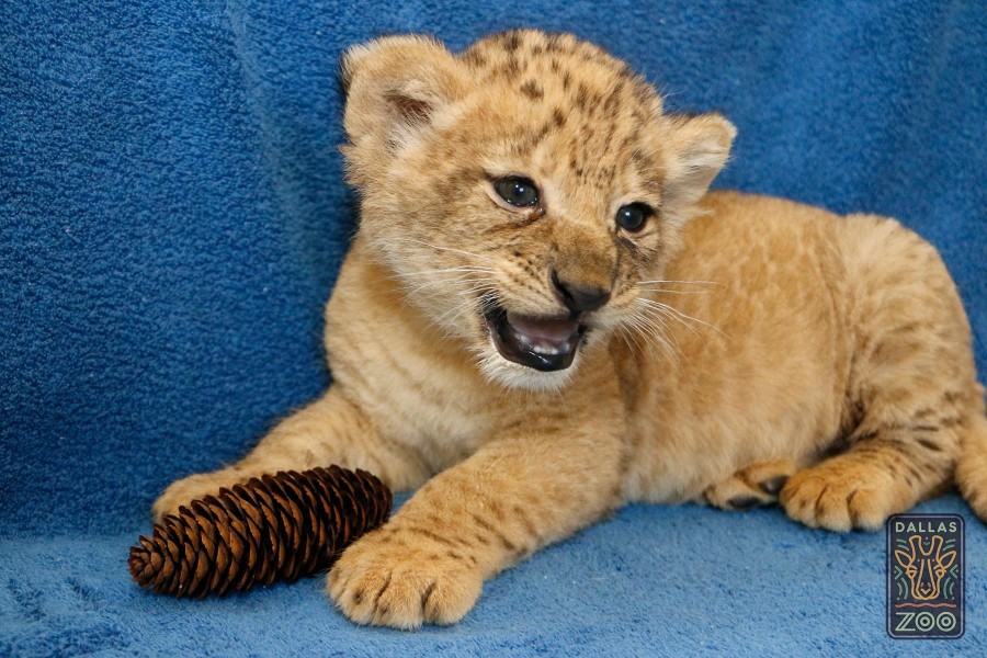 Fuente: Dallas Zoo