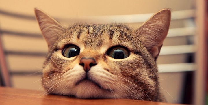 Fuente: ANIMAL MASCOTA