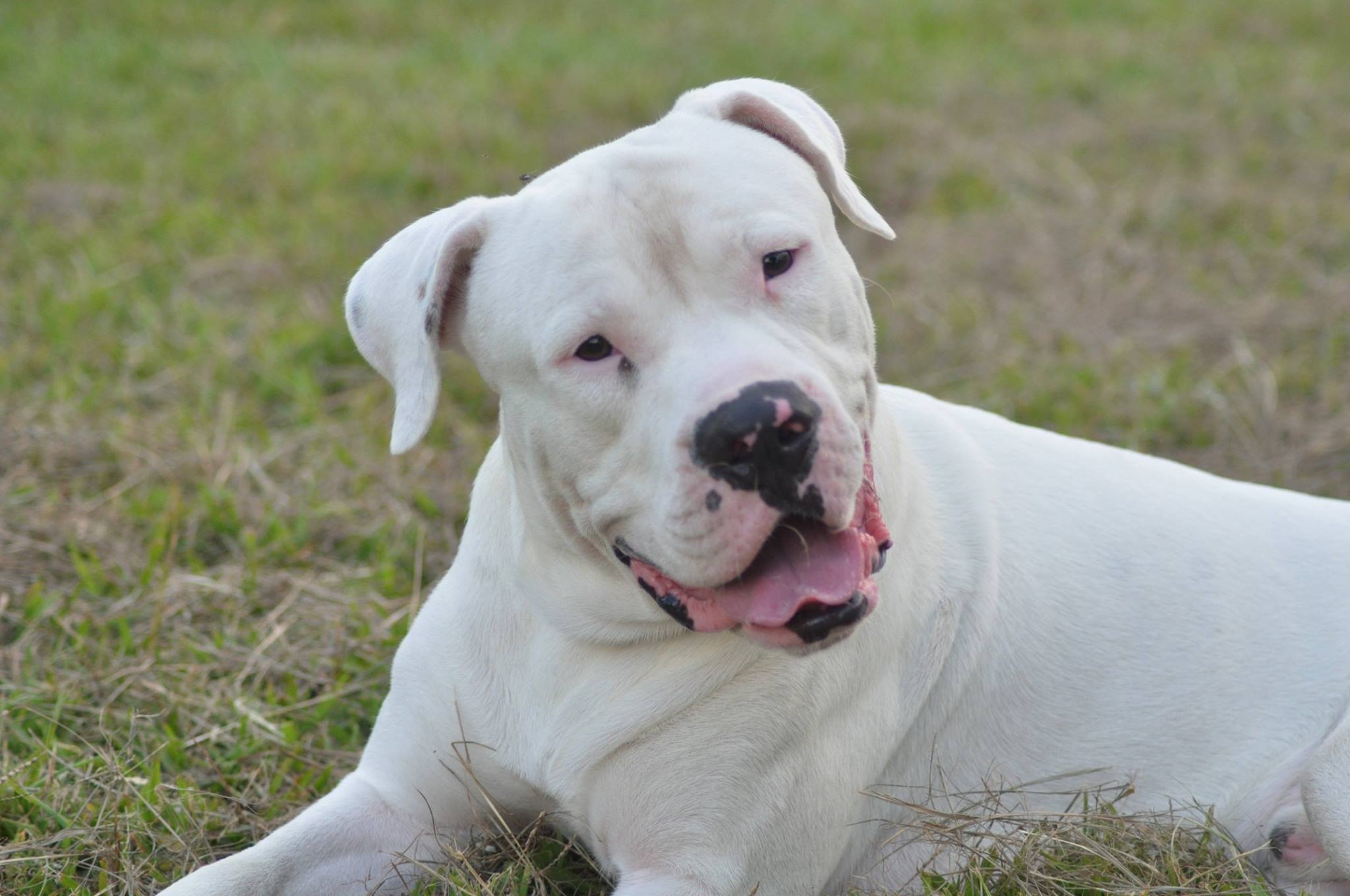 dogo guatemalteco dogs pets animals